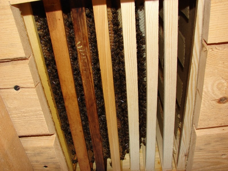 Обзор пчелиного улья при выдвинутом дне