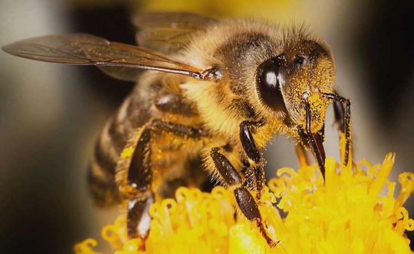 Пчела собирающая пыльцу