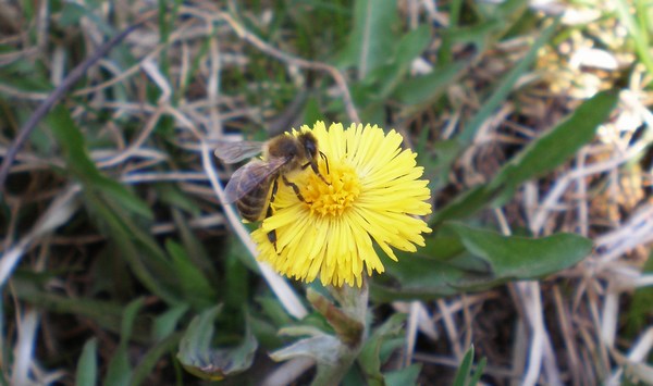 Пчела в мае на цветке
