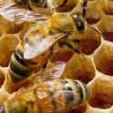 Жизнедеятельность медоносной пчелы