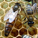 Осеменение пчелиных маток