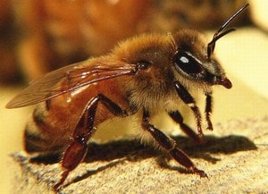 Африканская пчела