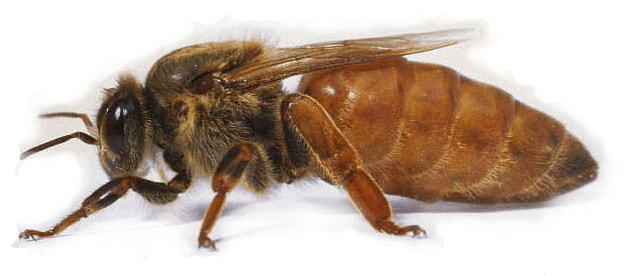 Элитная пчеломатка