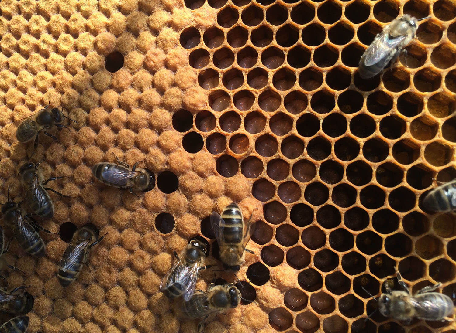 Личинки пчелы в сотах