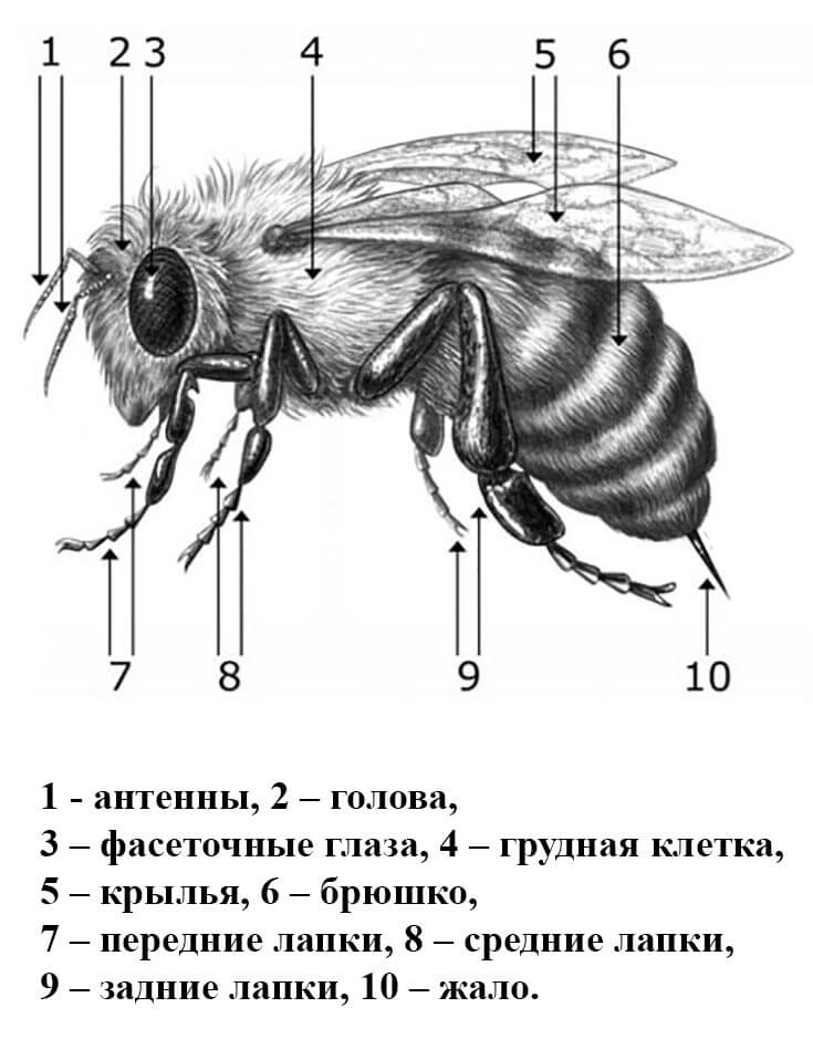 Органы чувств у медоносных пчёл