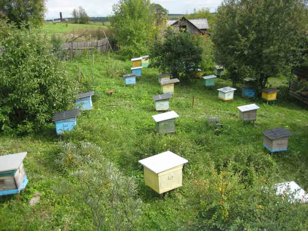 Пасека пчеловода в Удмуртии
