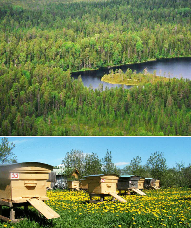 Пчеловодство в Карелии