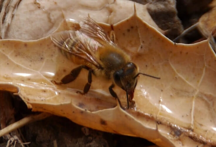 Пчела пьёт воду