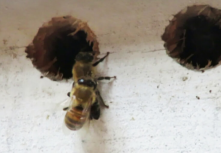 Пчёлы-парикмахеры, как пчёлы чистят друг друга