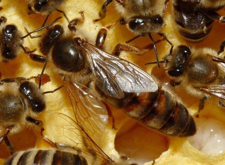 Кормление матки пчелами