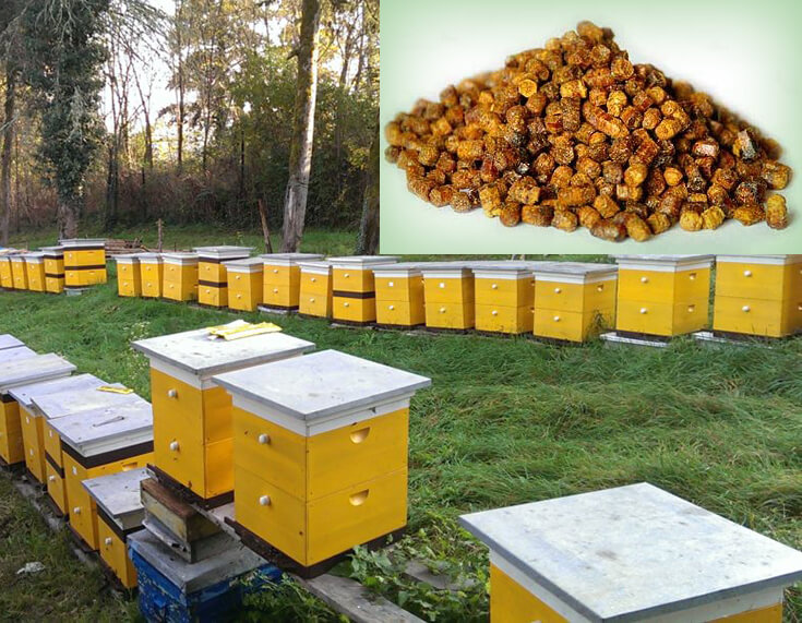 Где Можно Купить Пчелиный Мед