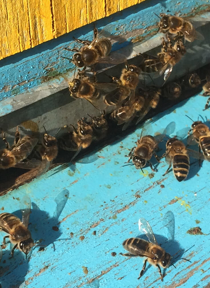 Работа пчелы-разведчицы