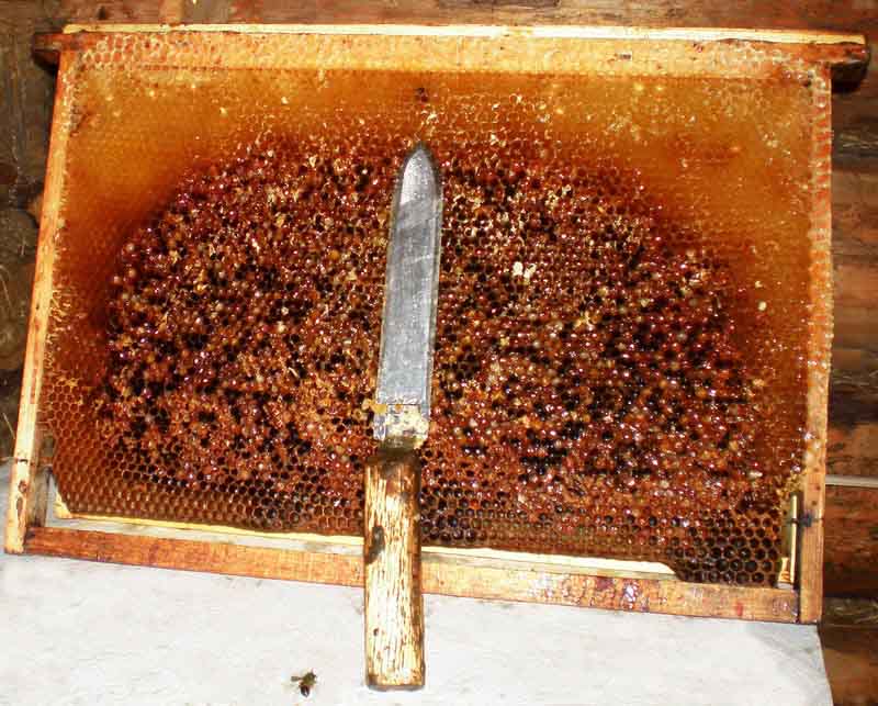 Распечатывание медовых сотов, снимаем забрус