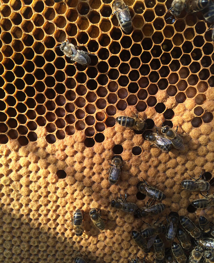 Разделение труда у рабочих пчёл