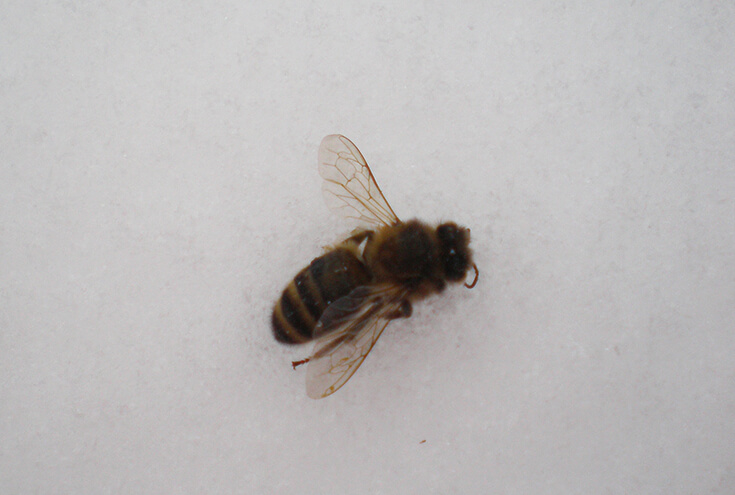 Пчела на снегу
