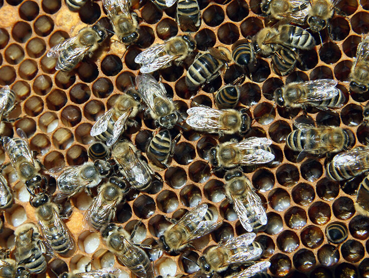 Отложенные яйца пчелинной матки в сотах