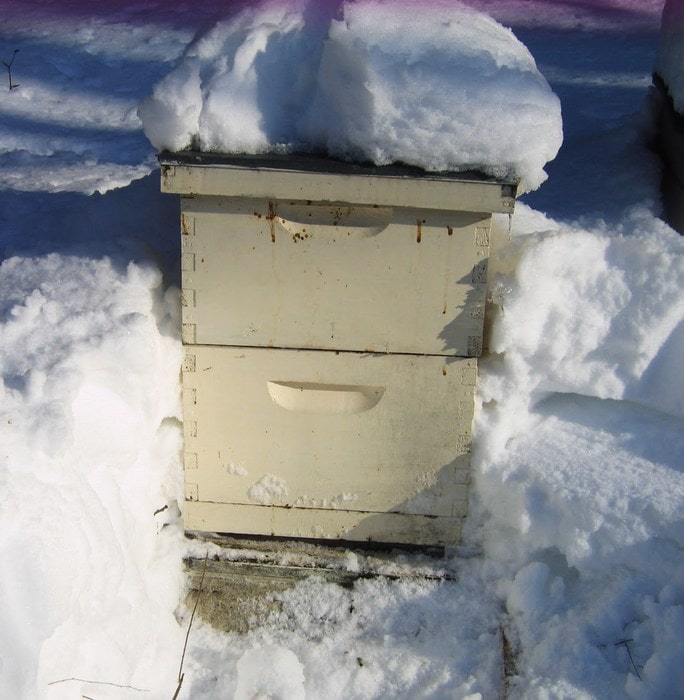 Снег лежит на пчелином улье