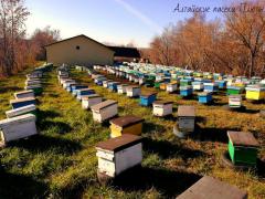 Алтайский мёд разных сортов от семейного пчелохоз-ва