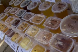 Мёд в пластиковых баночках