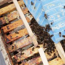 Отводки пчел весной