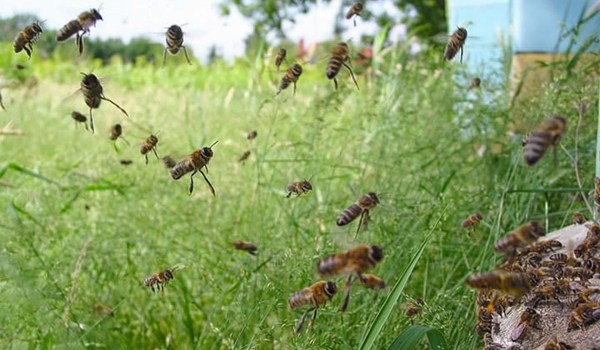 Напад чужих пчел на пчелиную семью