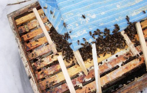 Делаем отводки пчел в мае
