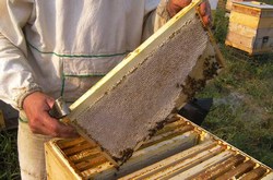 Работа пчеловода на пасеке Антроповых