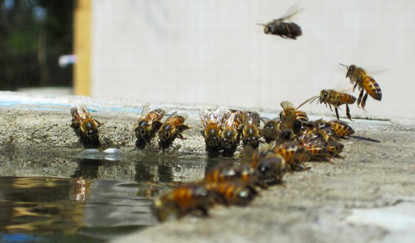 Готовим сироп пчелам