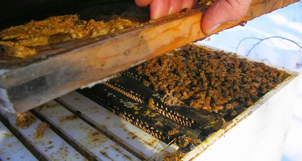 Пчелиный клуб в улье