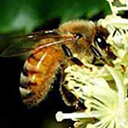 Перспективы использования среднерусской породы пчел