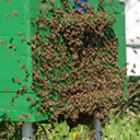 Роение пчёл на пасеке