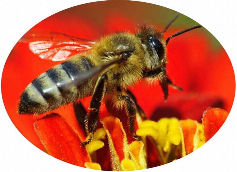 Наблюдение за медоносной пчелой на пасеке