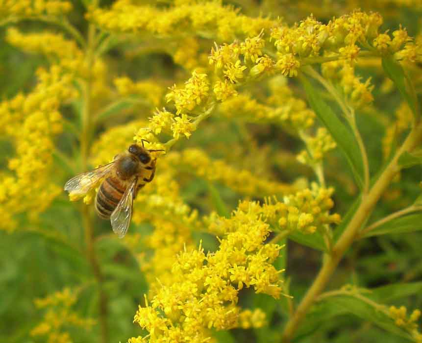 Благоприятный год для пчелы