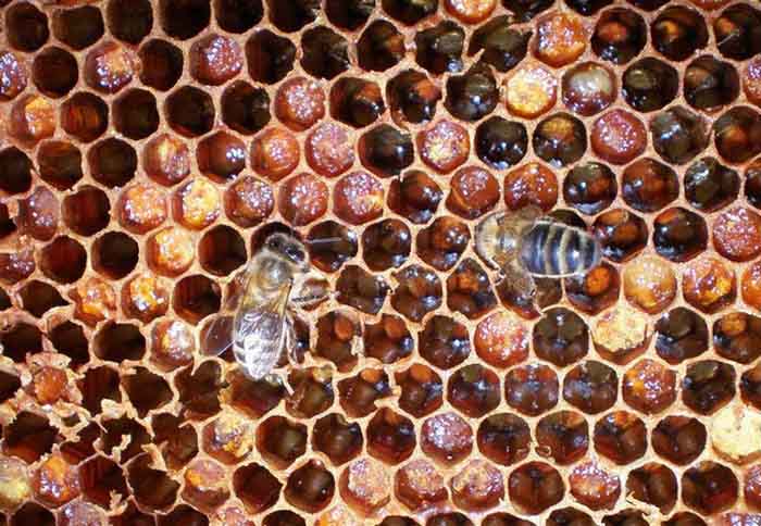 Среднерусская пчела на рамке