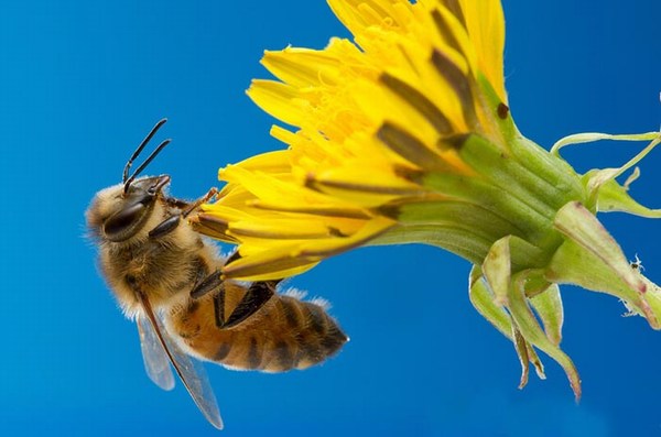 Чистая экология для пчел