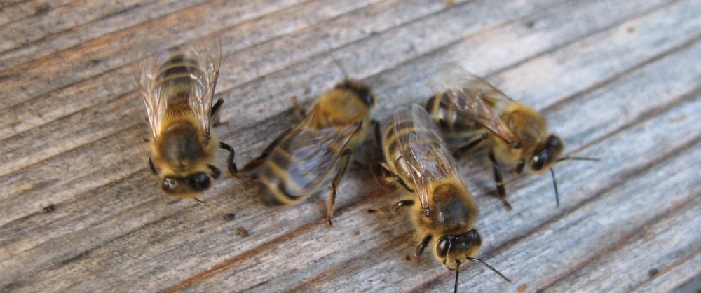 Гибель медоносных пчёл зимой от голода