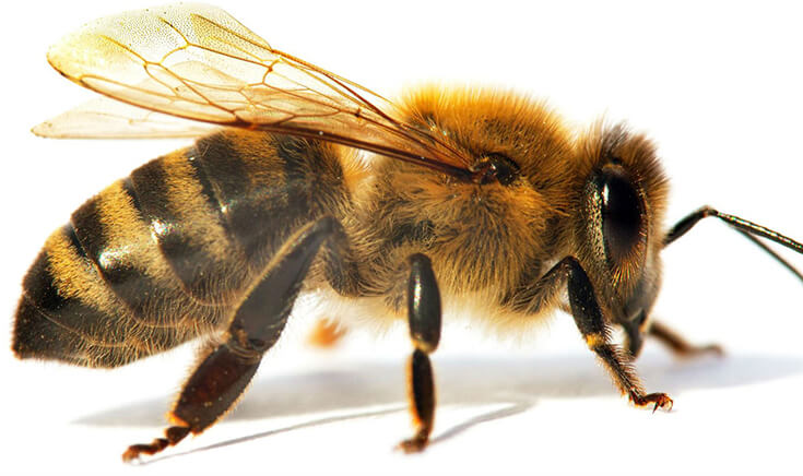Итальянская порода пчел