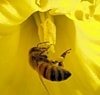 Календарь пчеловода июнь