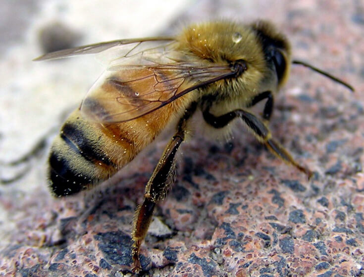 Кавказская пчела