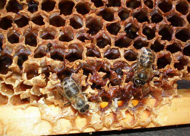 Пчелы сидят на рамке
