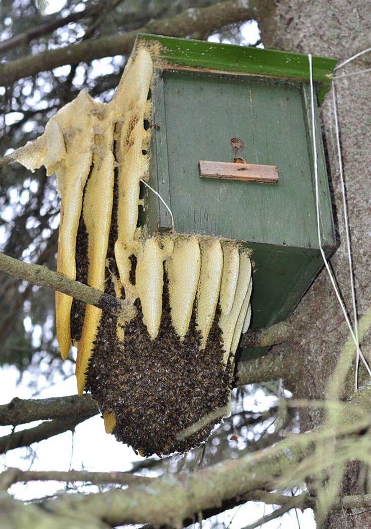 Ловушка для медоносных пчёл
