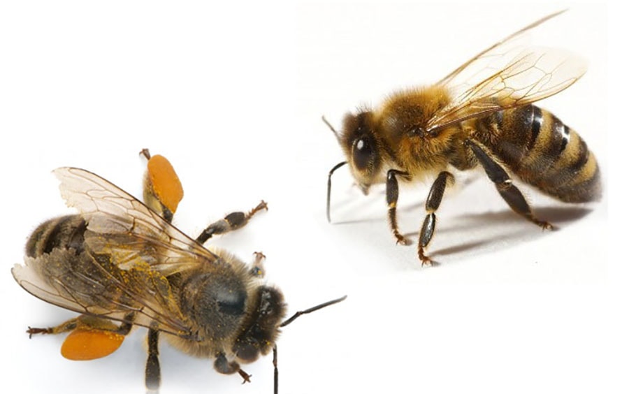 медоносные пчелы