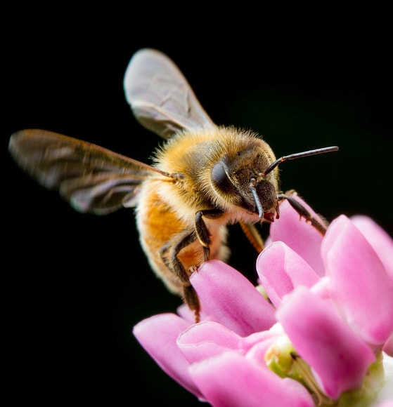 Медоносная пчела на цветке с черным фоном