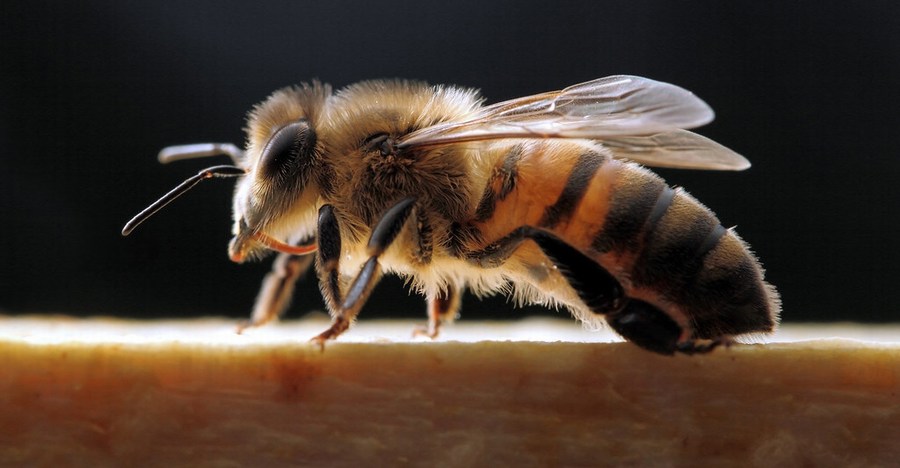 Медовая пчела на черном фоне