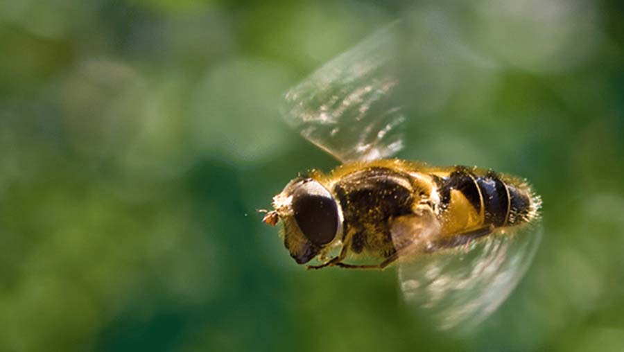 облет осенью пчелами