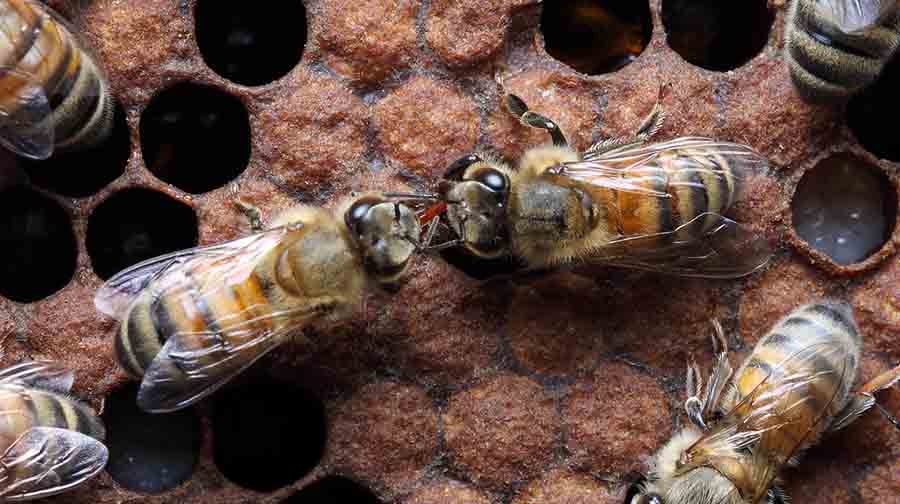 Объединение слабых пчелиных семей весной