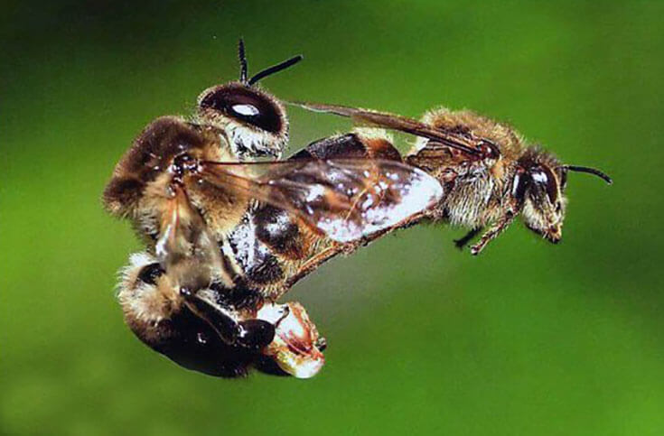 Спаривание пчелиной матки с трутнем