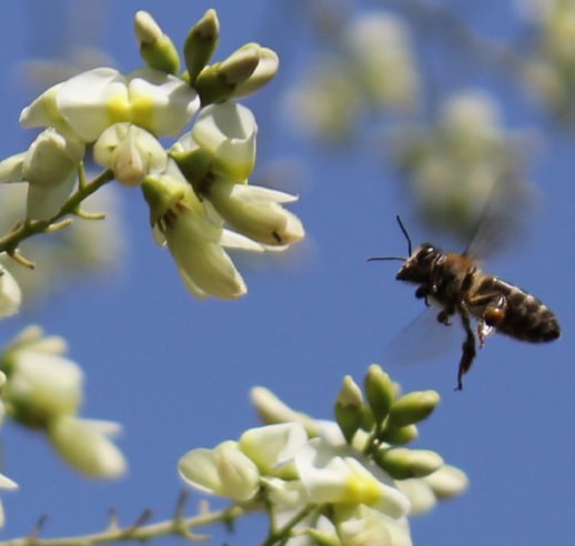 пчела на белой акации