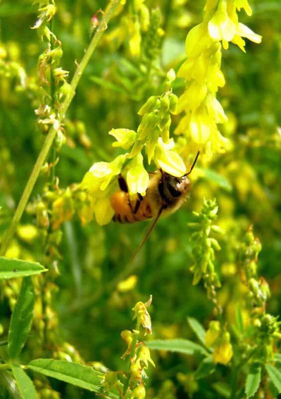 На доннике медоносная пчела