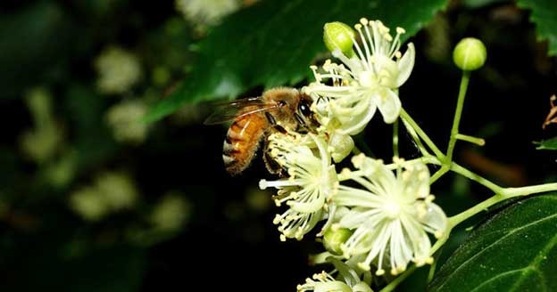 Пчела на цветущей липе